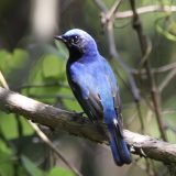 野鳥の会